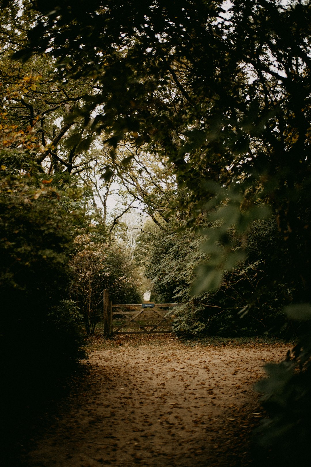 a-path-in-the-middle-of-a-wooded-area-cijl23empzq